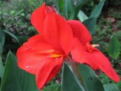 紅花因綠葉而美麗，白云因輕風而飄逸