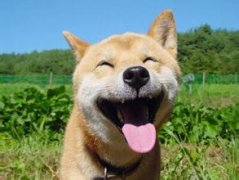 超搞笑的20句經典句子