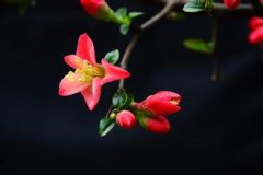關于描寫海棠花的優美句子
