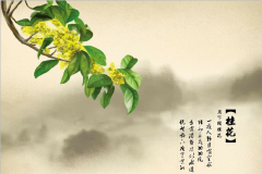 關于桂花的優美句子 關于桂花的優美句子
