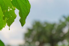 關于雨后的優美句子