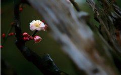 海濤法師關于愛的禪語20句