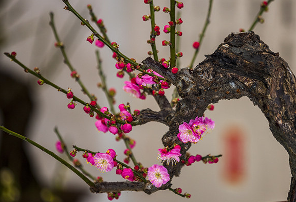 有關梅花的句子 有關梅花的句子