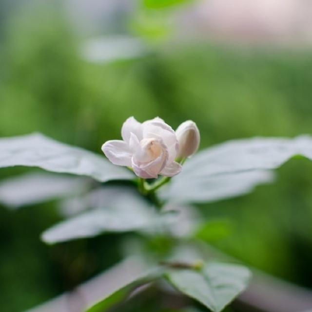 初春問候短信 初春問候短信