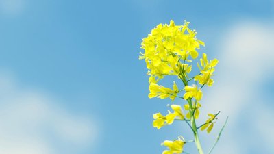 一年級感恩教師節的句子 一年級感恩教師節的句子