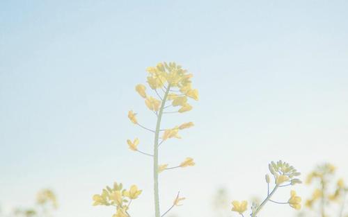 描寫朋友開心的優美句子