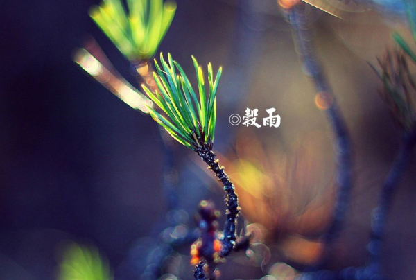 2024最新谷雨時節問候祝福語大全