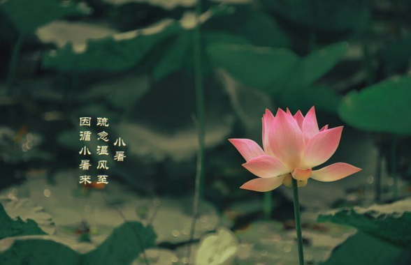 小暑節氣短信祝福語大全 適合小暑文問候祝福語說說 小暑節氣短信祝福語大全 適合小暑文問候祝福語說說