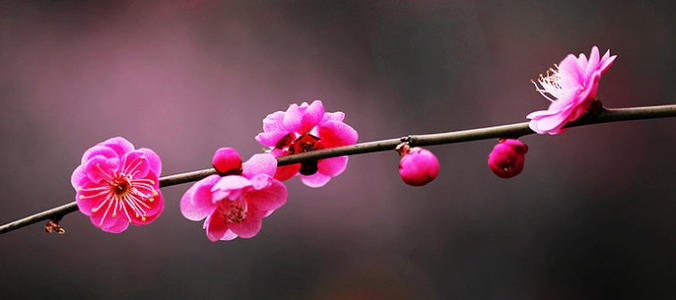 關于梅花的詩句 關于梅花的詩句