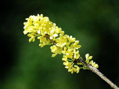 桂花的詩句 桂花的詩句