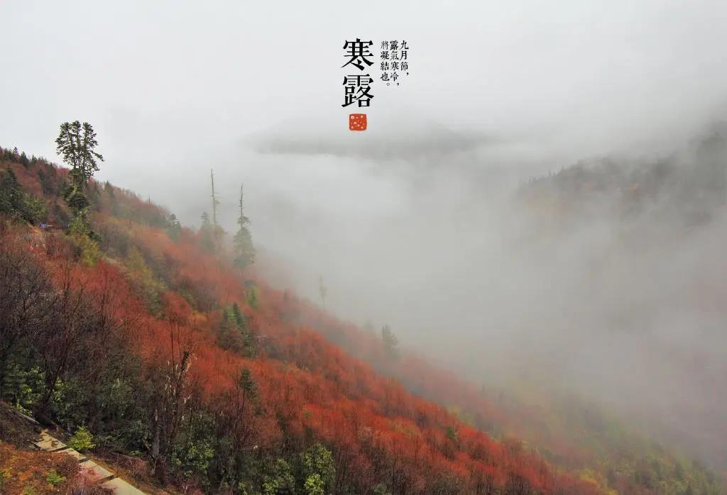 寒露短句文案 很暖心 寒露短句文案 很暖心