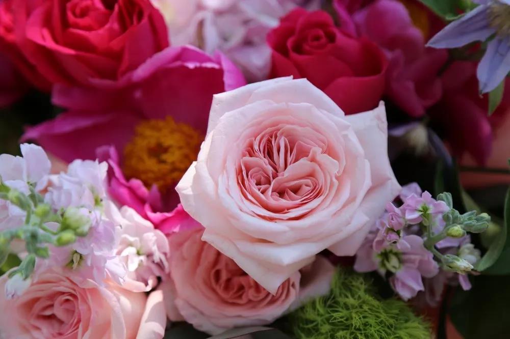 玫瑰花花語 玫瑰花花語