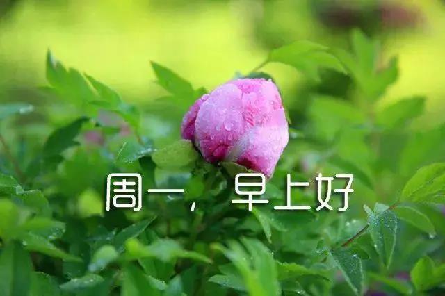 新的一周開始的簡短語句