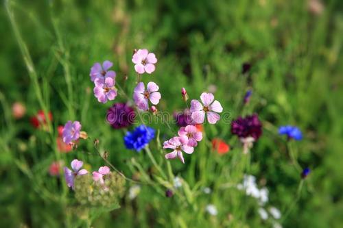 春暖花開問候短信 春暖花開問候短信