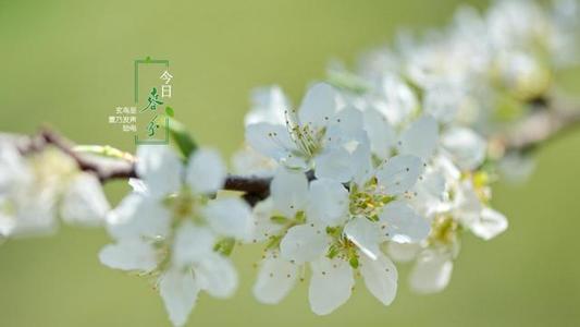 關于春分的唯美句子