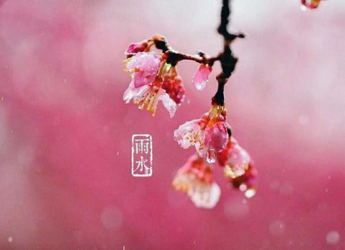 雨水節氣短信祝福語