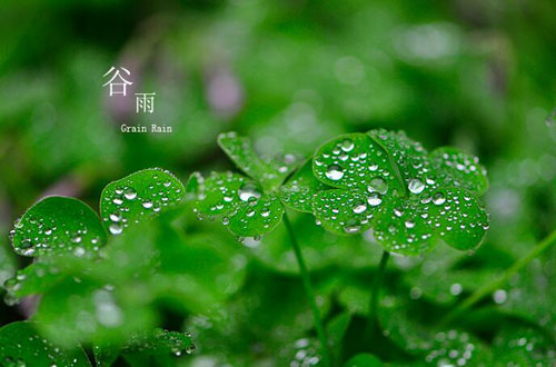 谷雨節氣祝福語說說