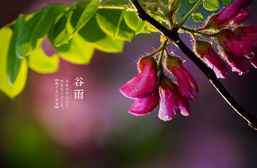 谷雨節氣朋友圈說說句子