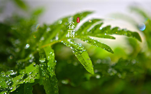 谷雨節氣養生短信