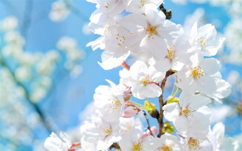 春暖花開的季節問候語 春暖花開的季節問候語