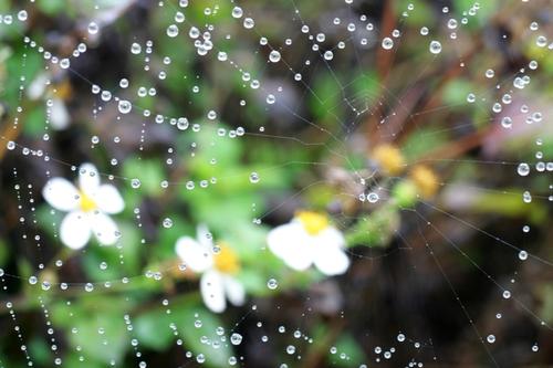 描寫春雨的唯美句子短句 描寫春雨的唯美句子短句