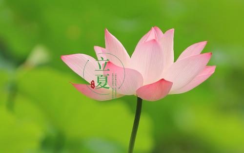 立夏的微信說說心情