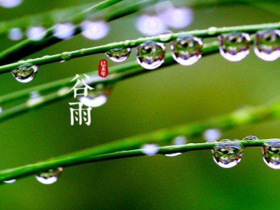 2024年谷雨節氣說說句子