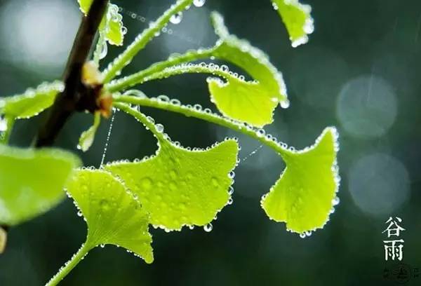 谷雨節氣發朋友圈的句子