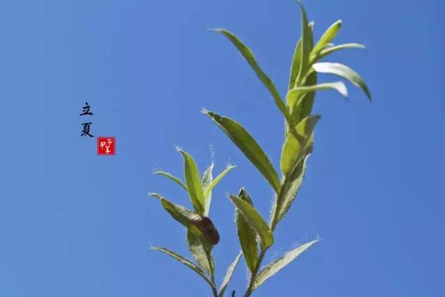 立夏節氣諺語