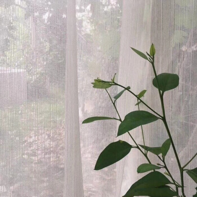 森系干凈短句無關愛情