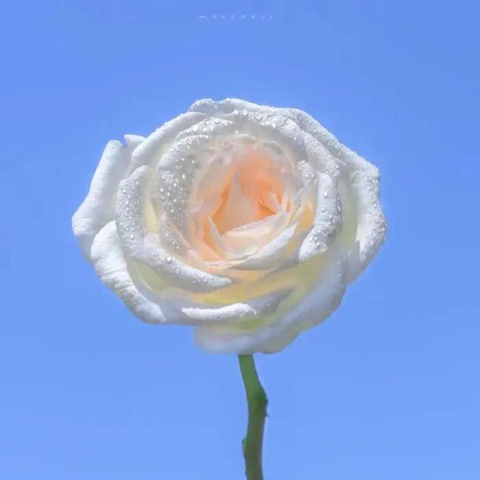 刷爆朋友圈的短句