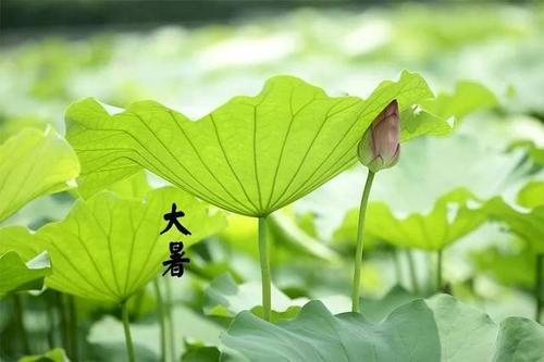大暑祝福語給領導
