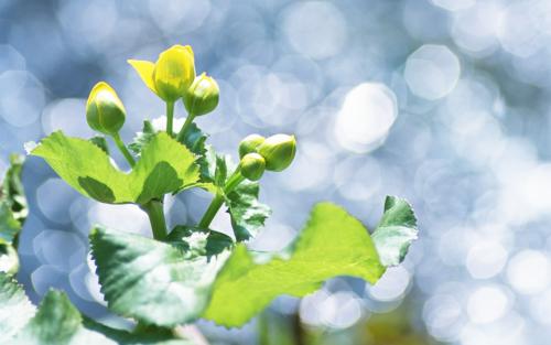 夏天來了寫一句話簡短 夏天來了寫一句話簡短