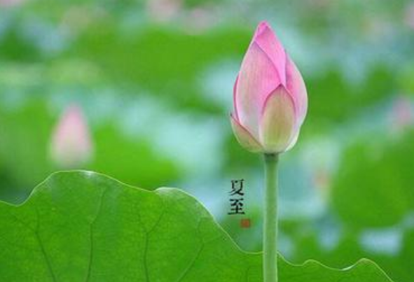 有關夏至的優美句子